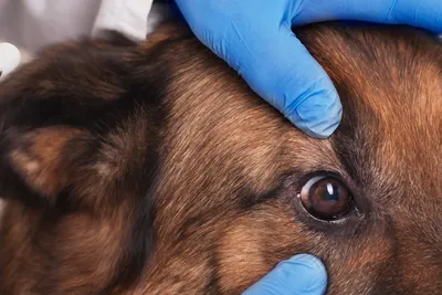 free vet care