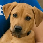 Free vet in Santa Clara