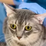 Free vet in Pasadena