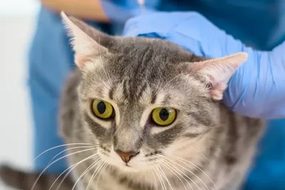 cheapest veterinarians clinics pasadena