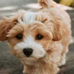 Free vet in Huntington