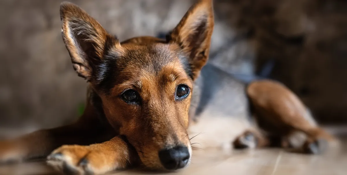 free vet care in CT