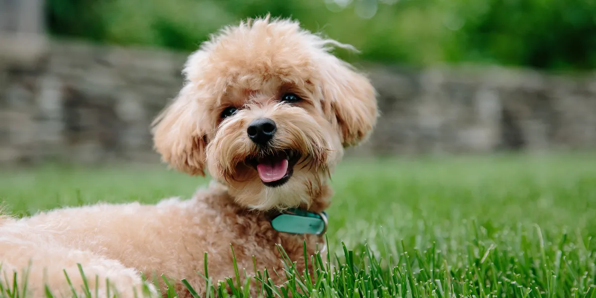 free vet clinics in maine delaware