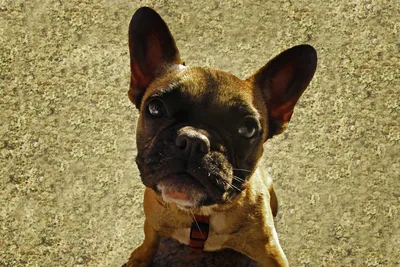 free or low cost vet clinic