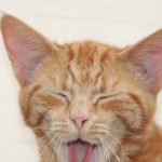 Free vet in Hampton