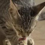 Free vet in Portsmouth