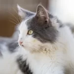 Free vet in Roanoke