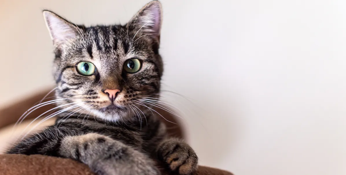 free vet care in illinois