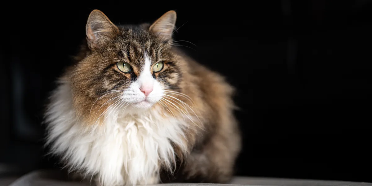 free vet care in iowa