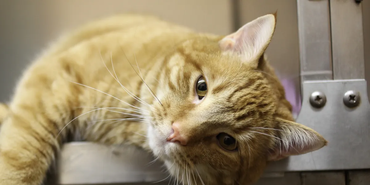 free vet care in kansas