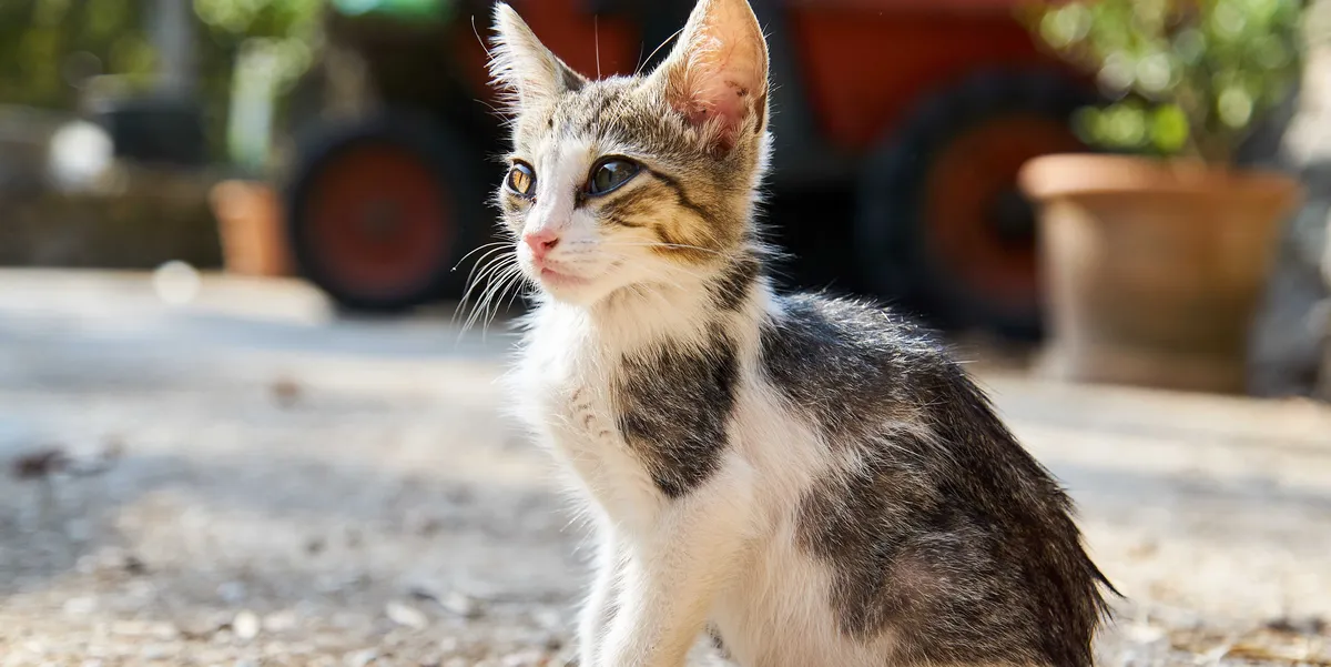 free vet care kentucky