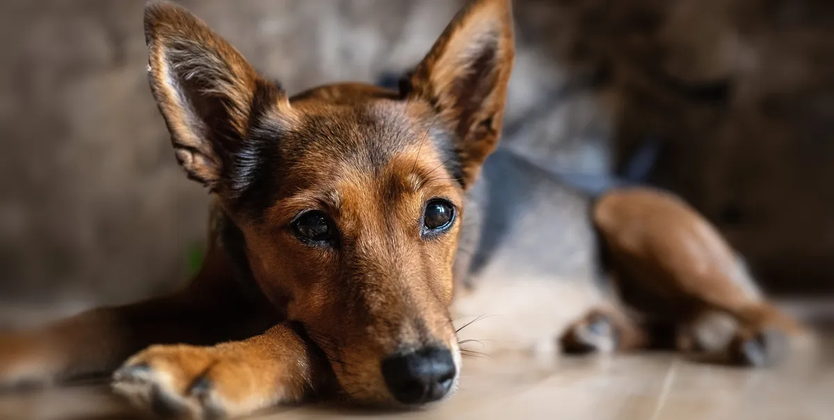 free vet care louisiana
