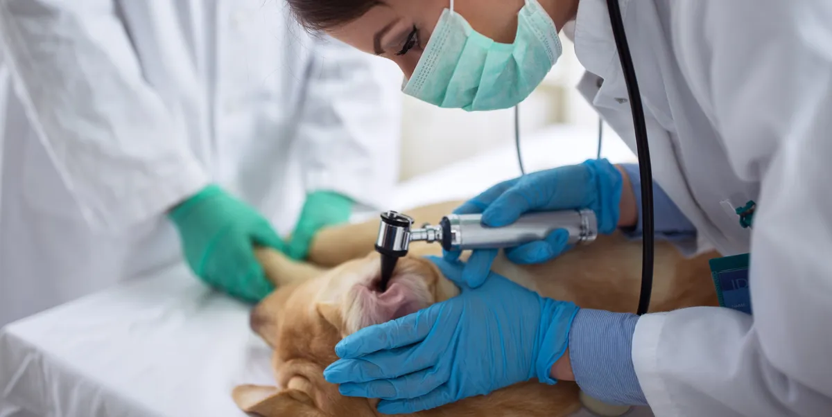 free vet care in montana