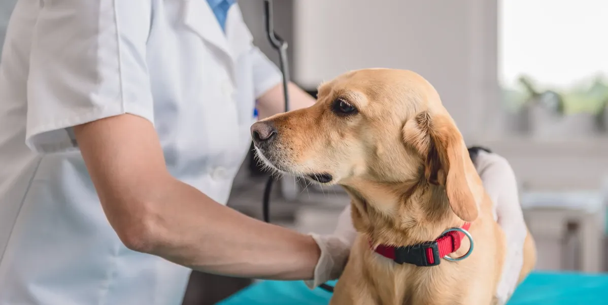 free vet care in new york state