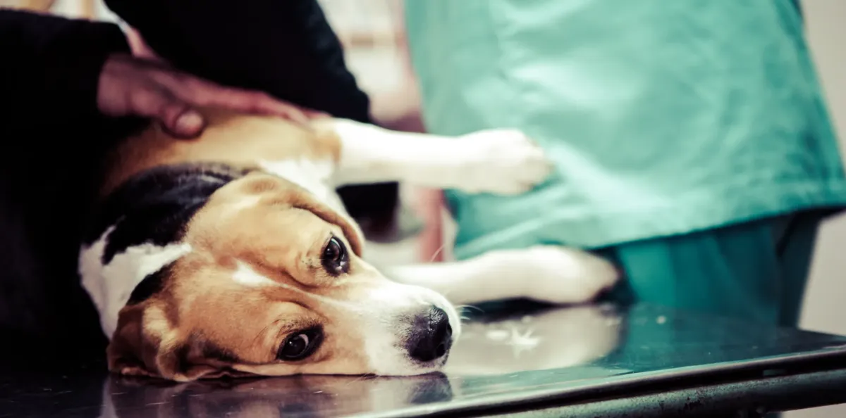 free vet care in oklahoma