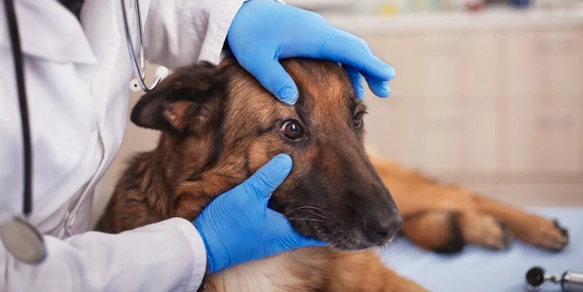 free vet care in pennsylvania